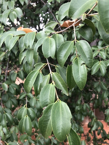 Strychnos decussata (Cape teak) — photo