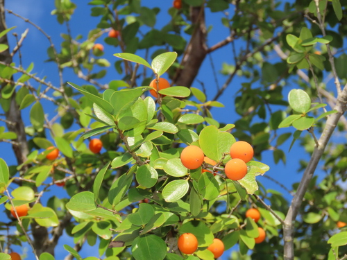 Strychnos decussata (Cape teak) — photo