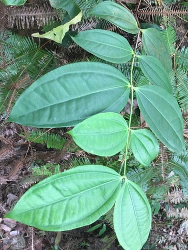 Strychnos ignatii