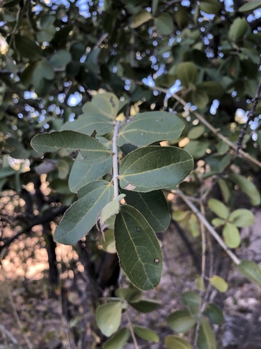 Strychnos innocua (Monkey orange) — photo