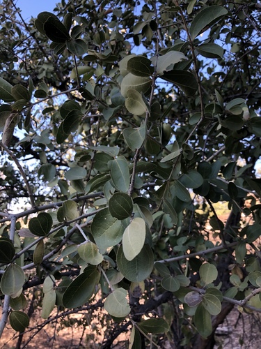 Strychnos innocua (Monkey orange) — photo