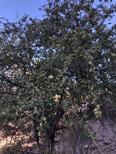 Strychnos innocua
