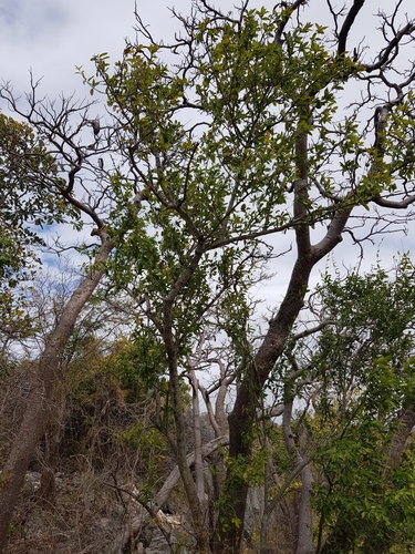Strychnos madagascariensis (Black monkey orange) — photo