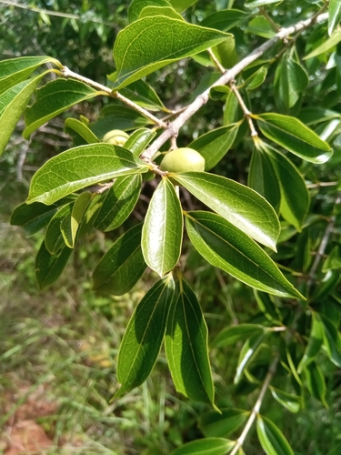 Strychnos madagascariensis (Black monkey orange) — photo