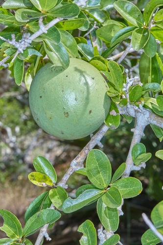 Strychnos madagascariensis