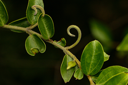 Strychnos matopensis — photo