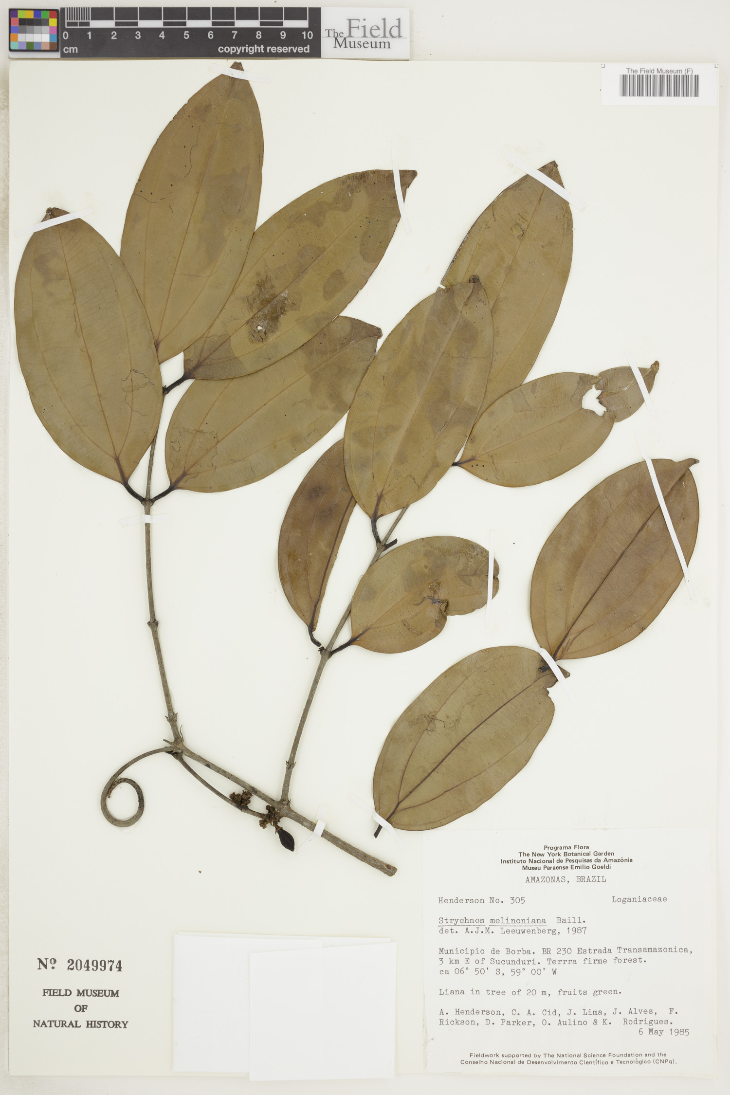 Strychnos melinoniana