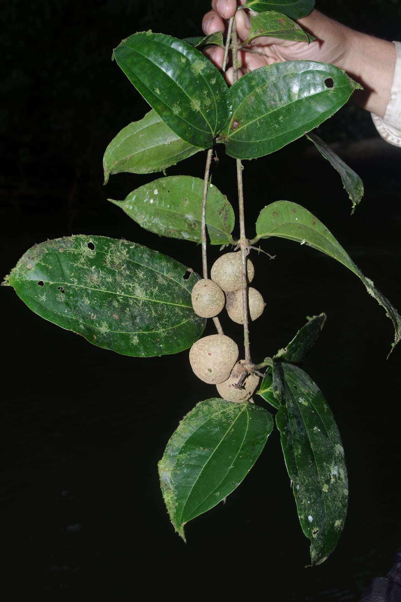 Strychnos mitscherlichii — photo