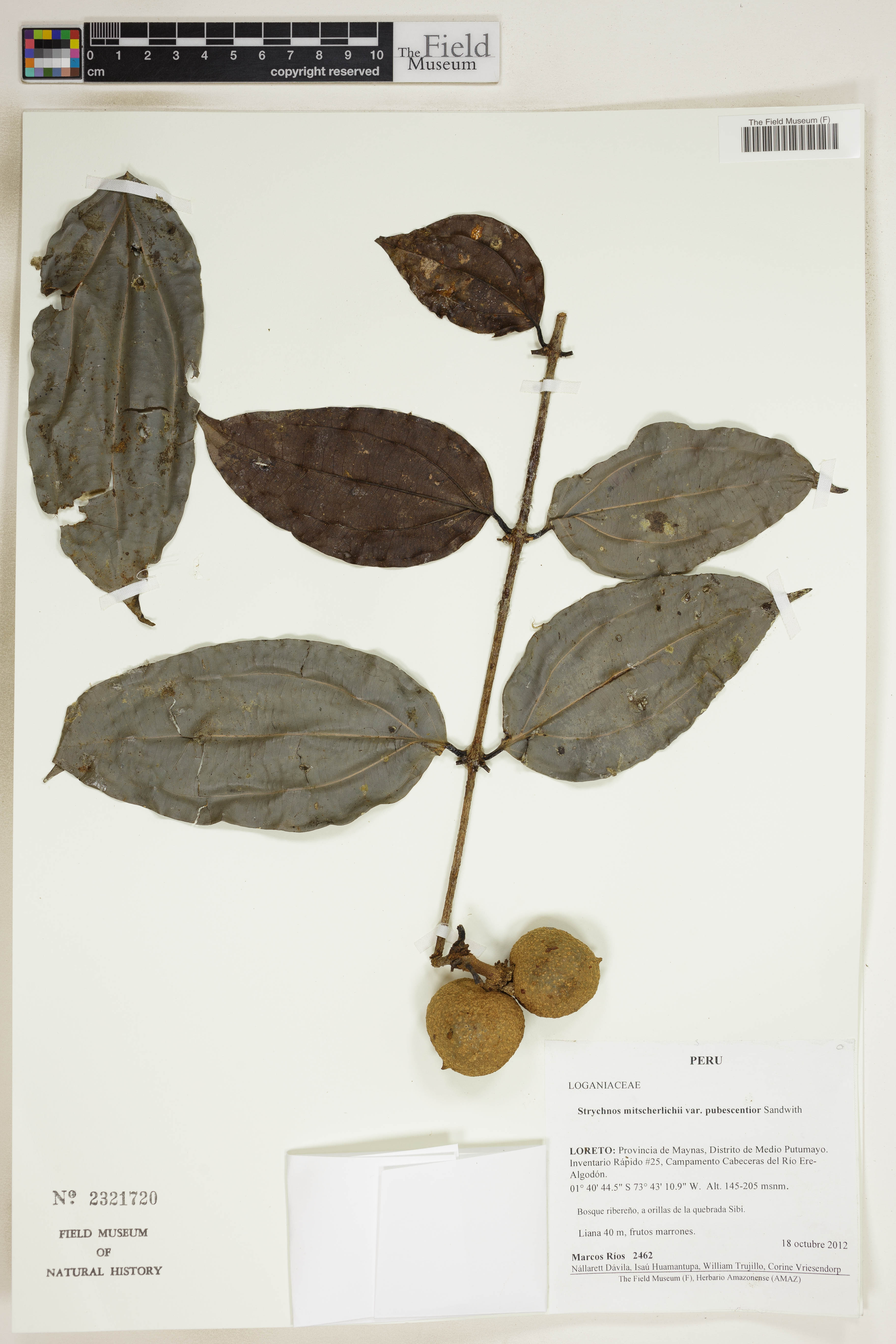 Strychnos mitscherlichii — photo