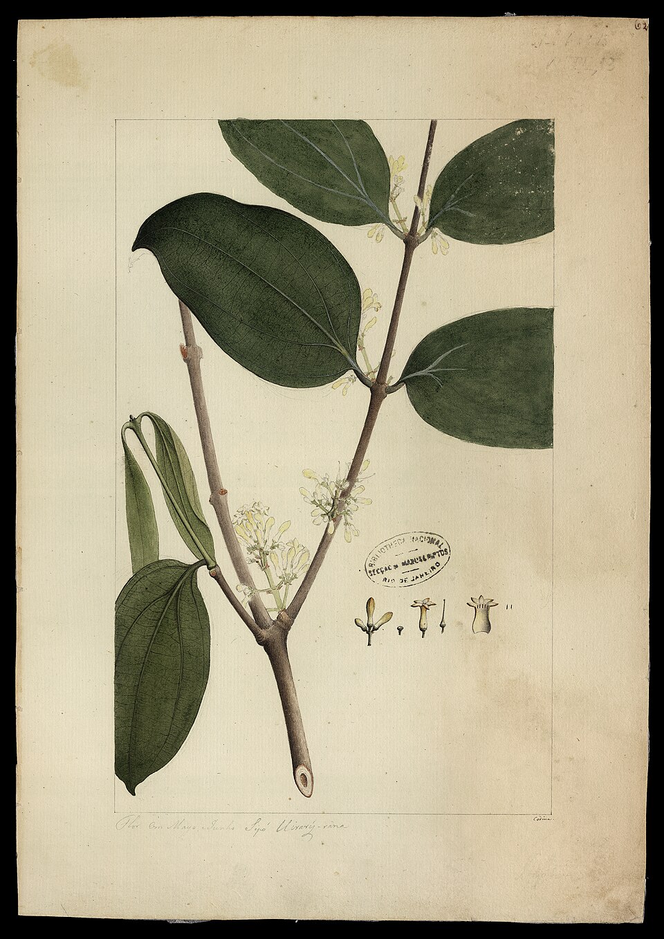 Strychnos mitscherlichii