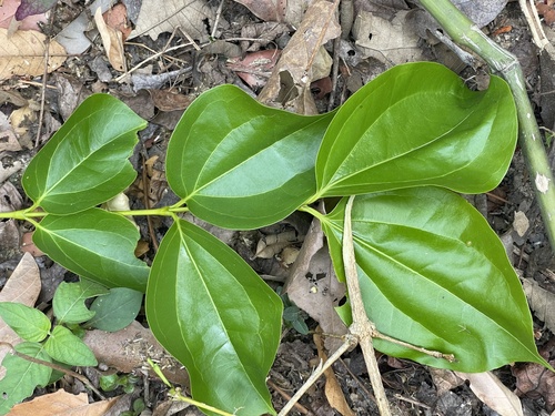 Strychnos nux-vomica (Nux Vomica) — photo