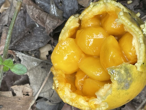 Strychnos nux-vomica (Nux Vomica) — photo