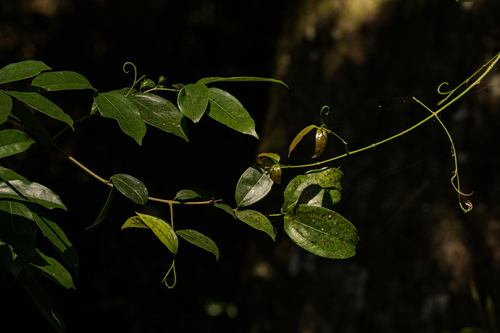 Strychnos panganensis