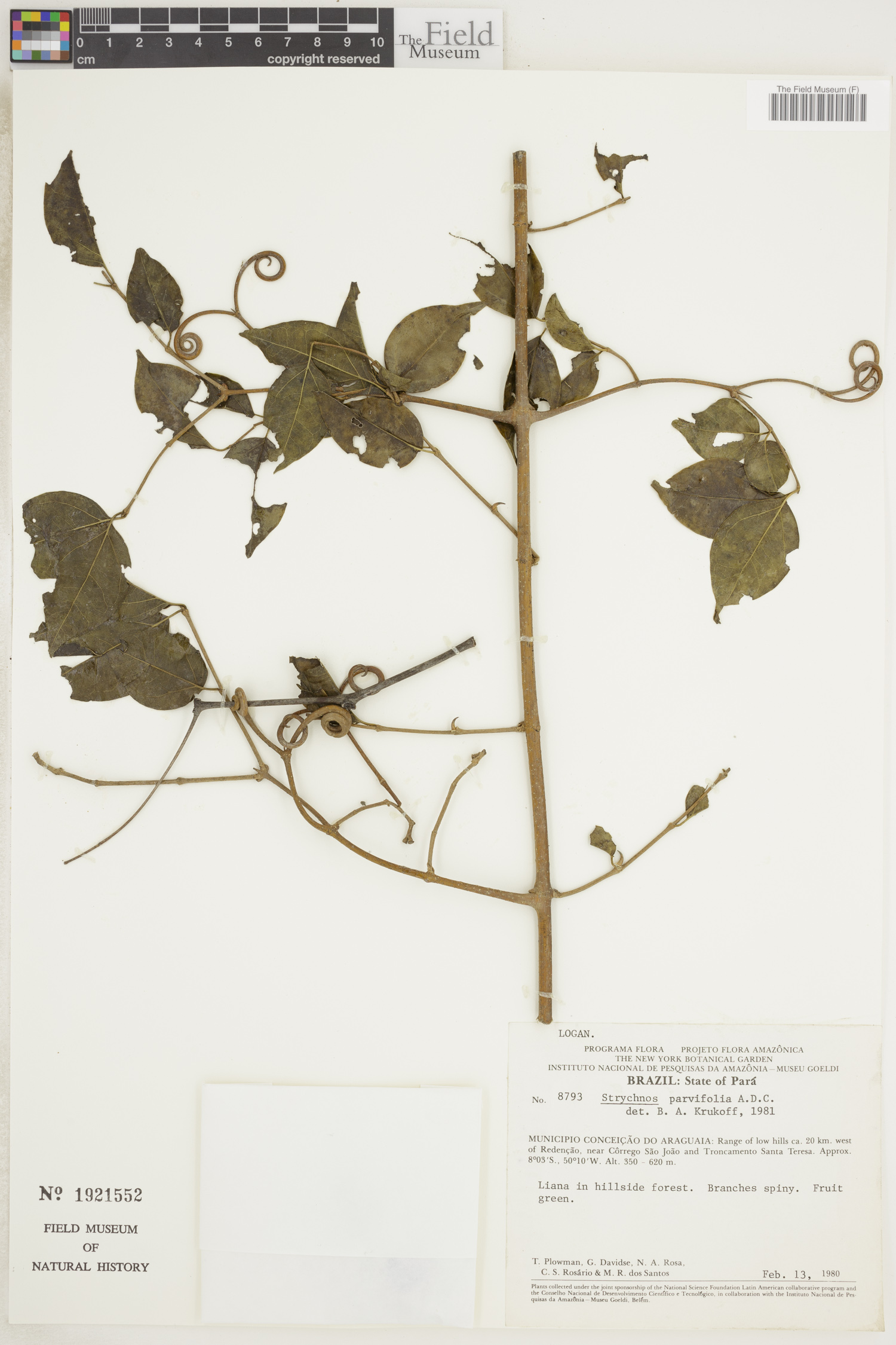 Strychnos parviflora — photo