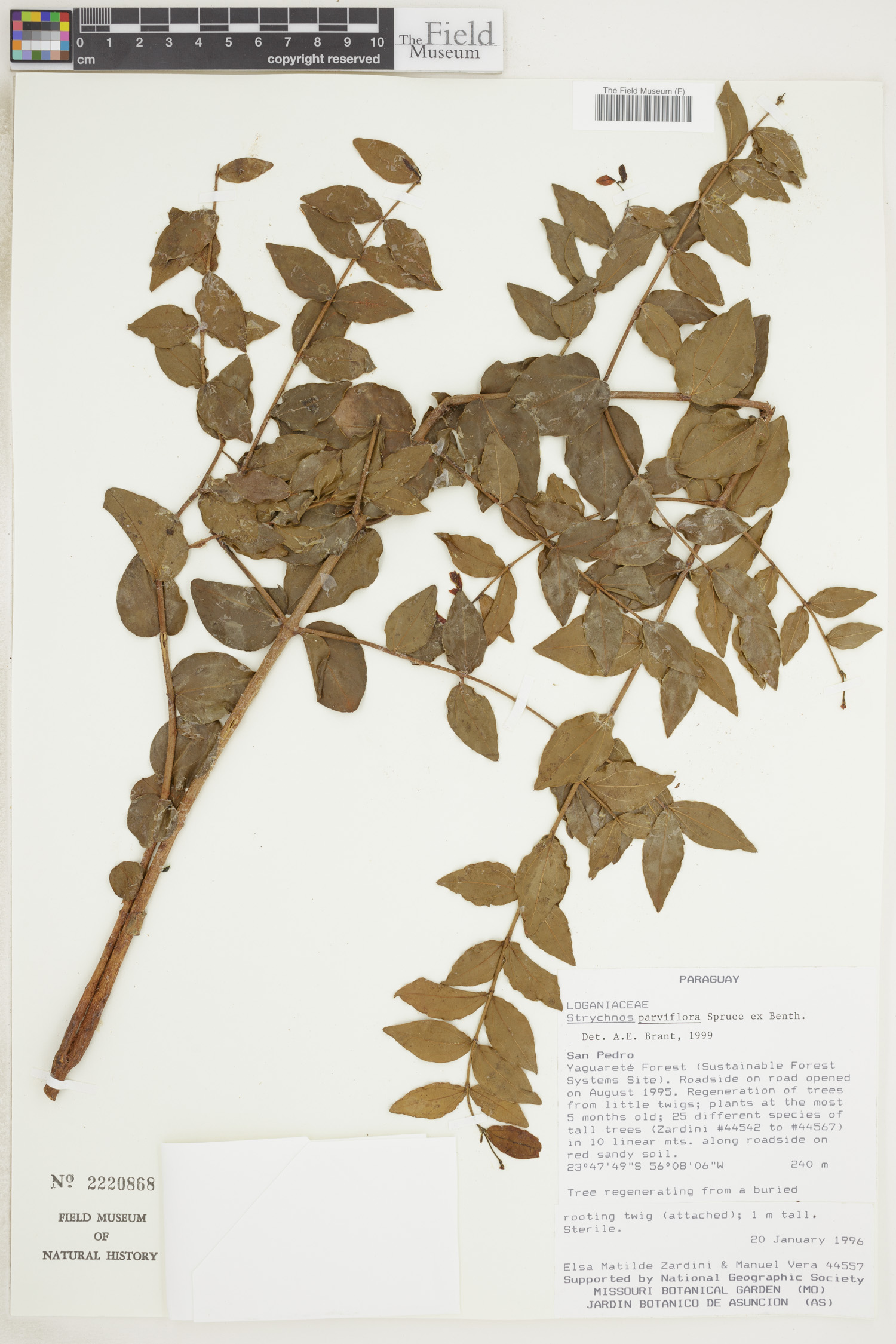 Strychnos parviflora