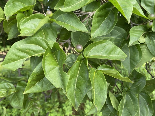 Strychnos potatorum