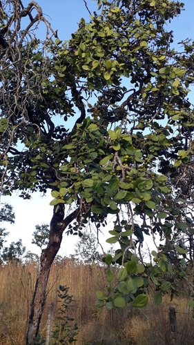 Strychnos pseudoquina (Copalchi) — photo