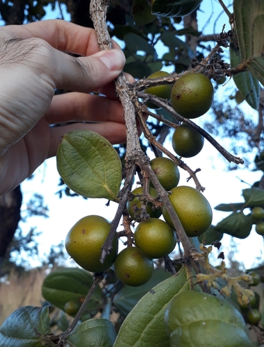 Strychnos pseudoquina (Copalchi) — photo