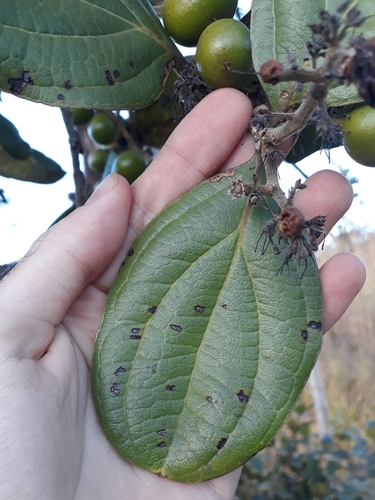 Strychnos pseudoquina