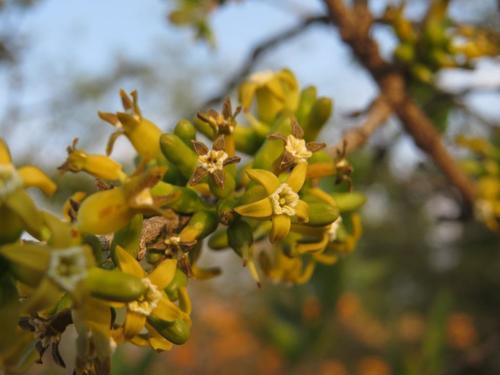 Strychnos pungens (Monkey apple) — photo
