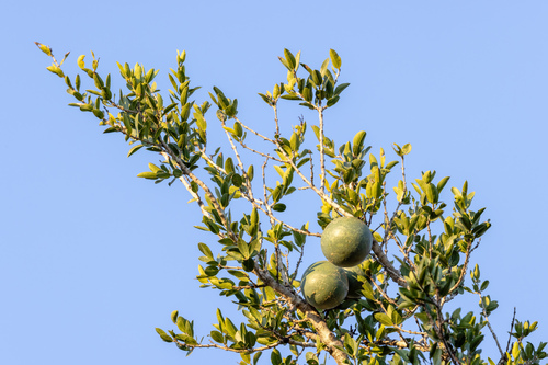 Strychnos pungens (Monkey apple) — photo