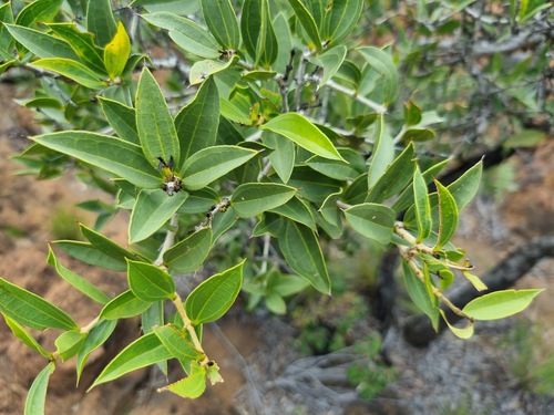 Strychnos pungens
