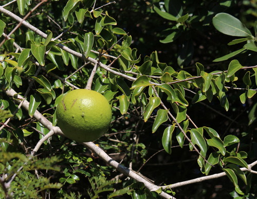 Strychnos spinosa (Kaffir orange) — photo