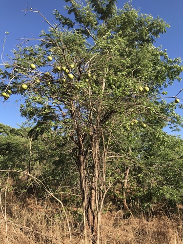 Strychnos spinosa (Kaffir orange) — photo