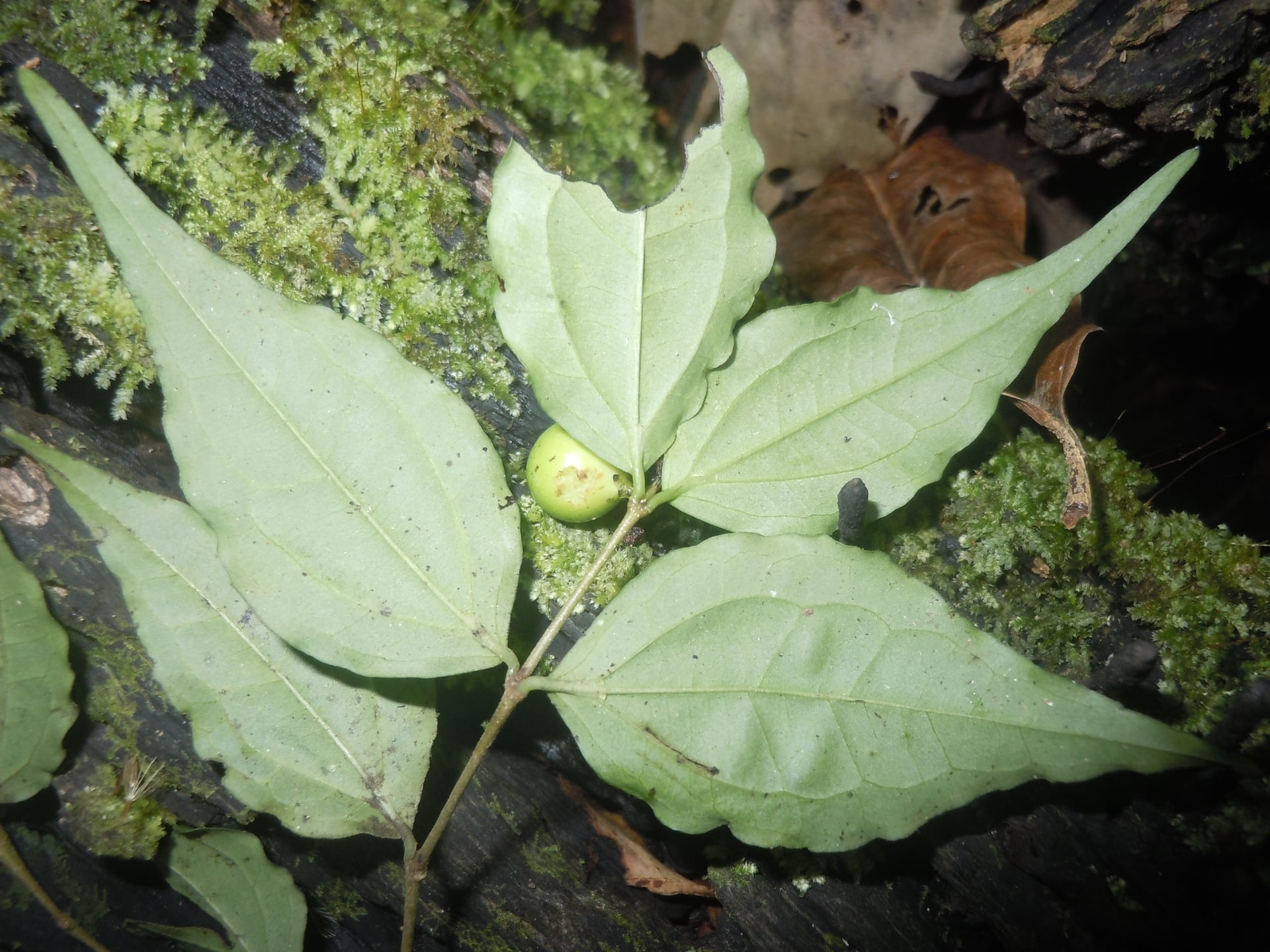 Strychnos tarapotensis — photo