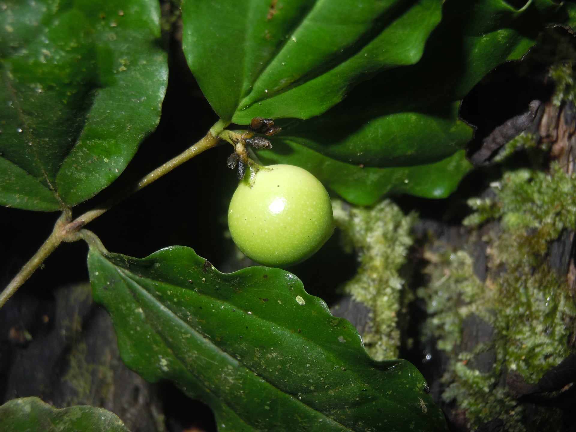 Strychnos tarapotensis — photo