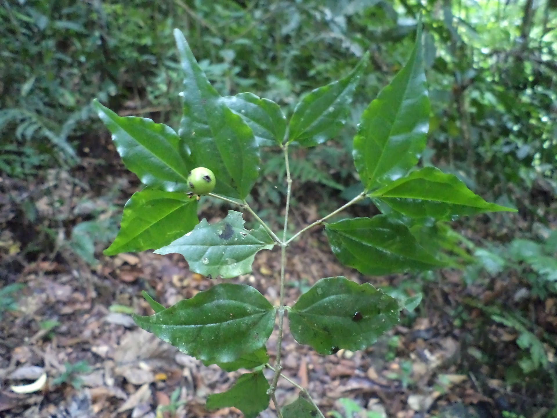 Strychnos tarapotensis