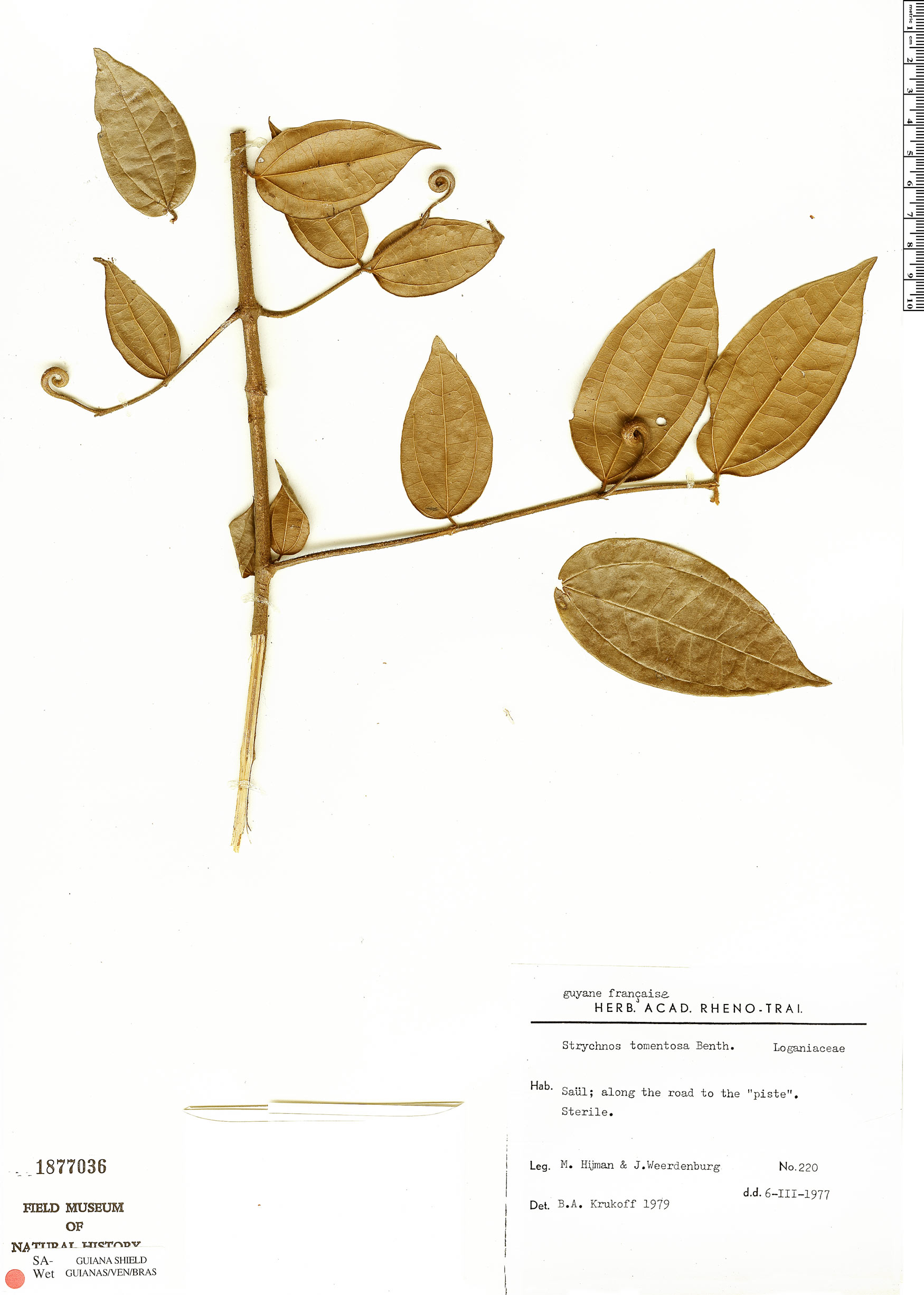 Strychnos tomentosa (Devildoer) — photo