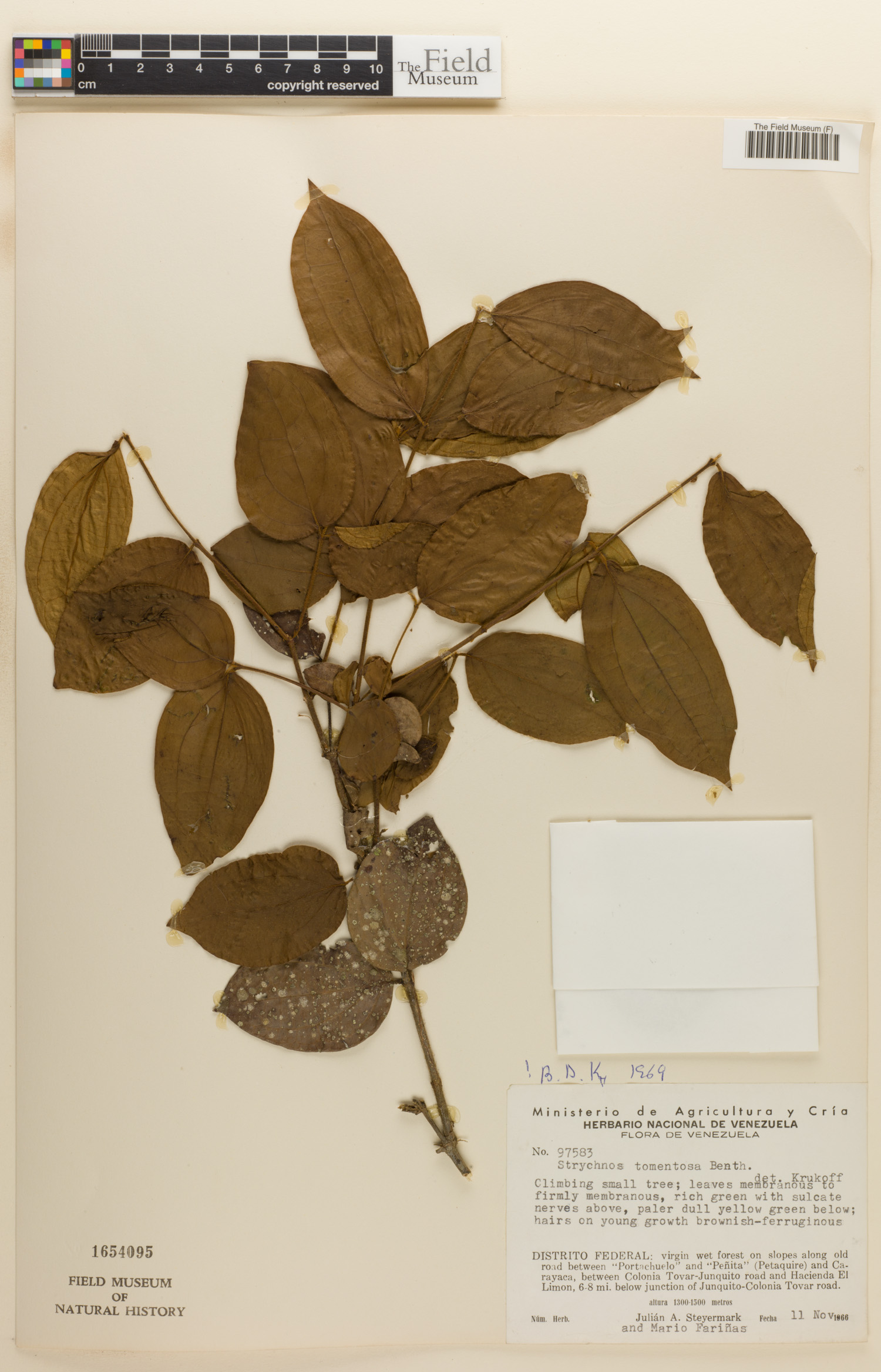 Strychnos tomentosa (Devildoer) — photo