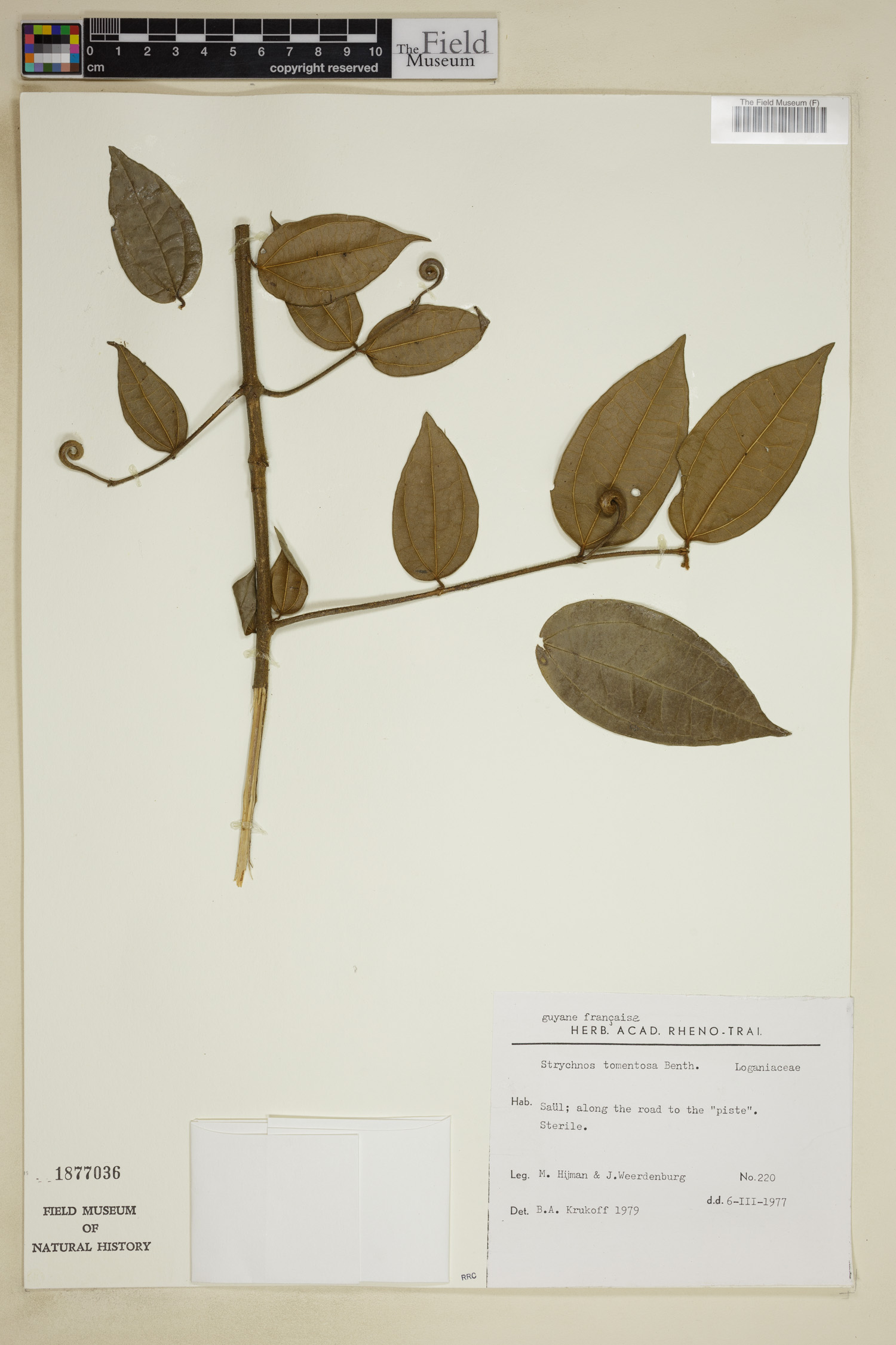 Strychnos tomentosa