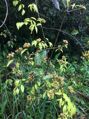 Strychnos trinervis (Guirajoiba) — photo