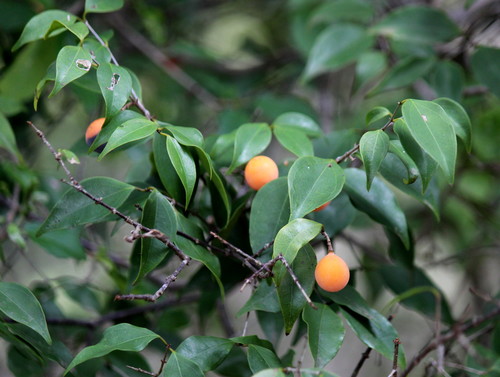 Strychnos usambarensis — photo