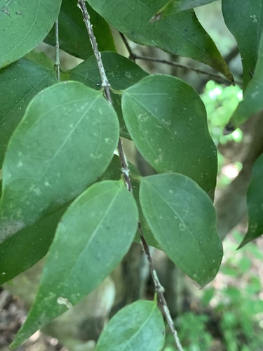 Strychnos usambarensis — photo