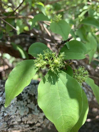 Strychnos volkensii — photo