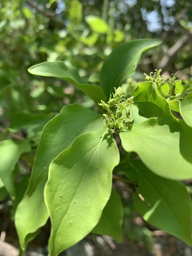 Strychnos volkensii