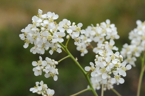 Stubendorffia orientalis