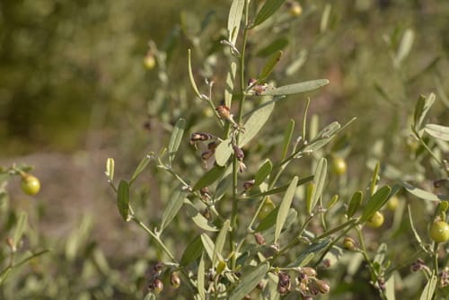 Stylobasium spathulatum (Nutbush) — photo