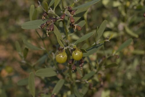 Stylobasium spathulatum (Nutbush) — photo