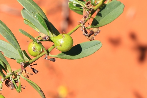 Surianaceae