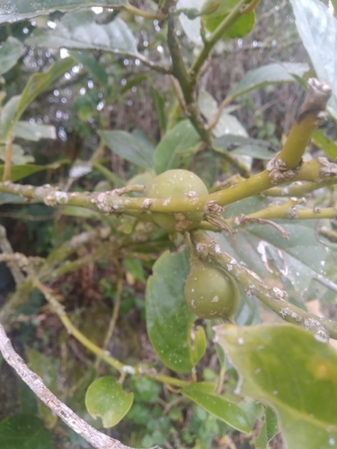 Styloceras laurifolium (Laurel leaf styloceras.) — photo
