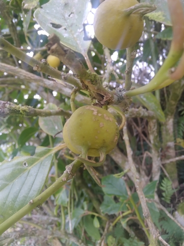 Styloceras laurifolium (Laurel leaf styloceras.) — photo