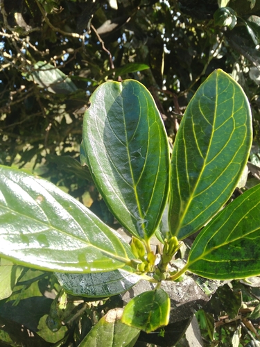 Styloceras laurifolium