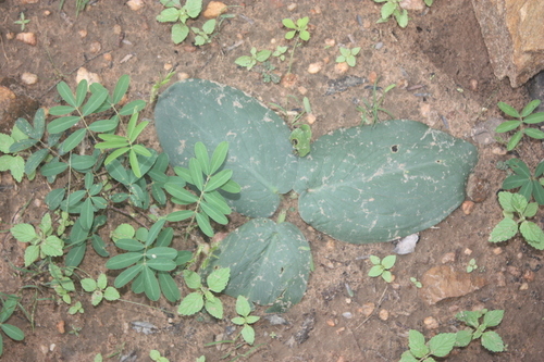 Stylochaeton hypogaeum (Barter's round arum) — photo