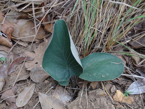 Stylochaeton hypogaeum (Barter's round arum) — photo