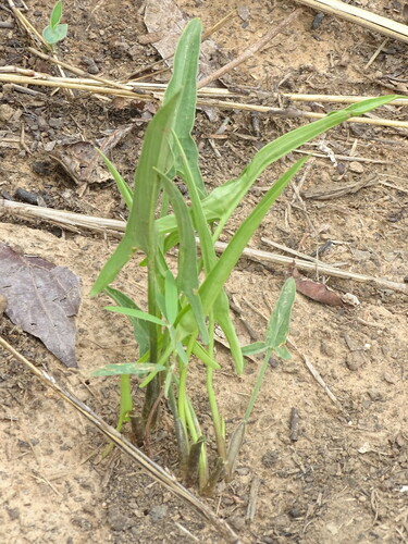 Stylochaeton lancifolium (Warnecke's ground arum) — photo