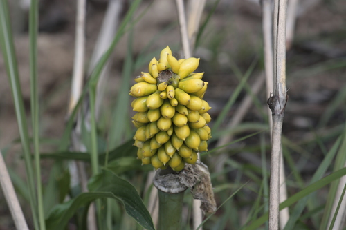 Stylochaeton lancifolium (Warnecke's ground arum) — photo